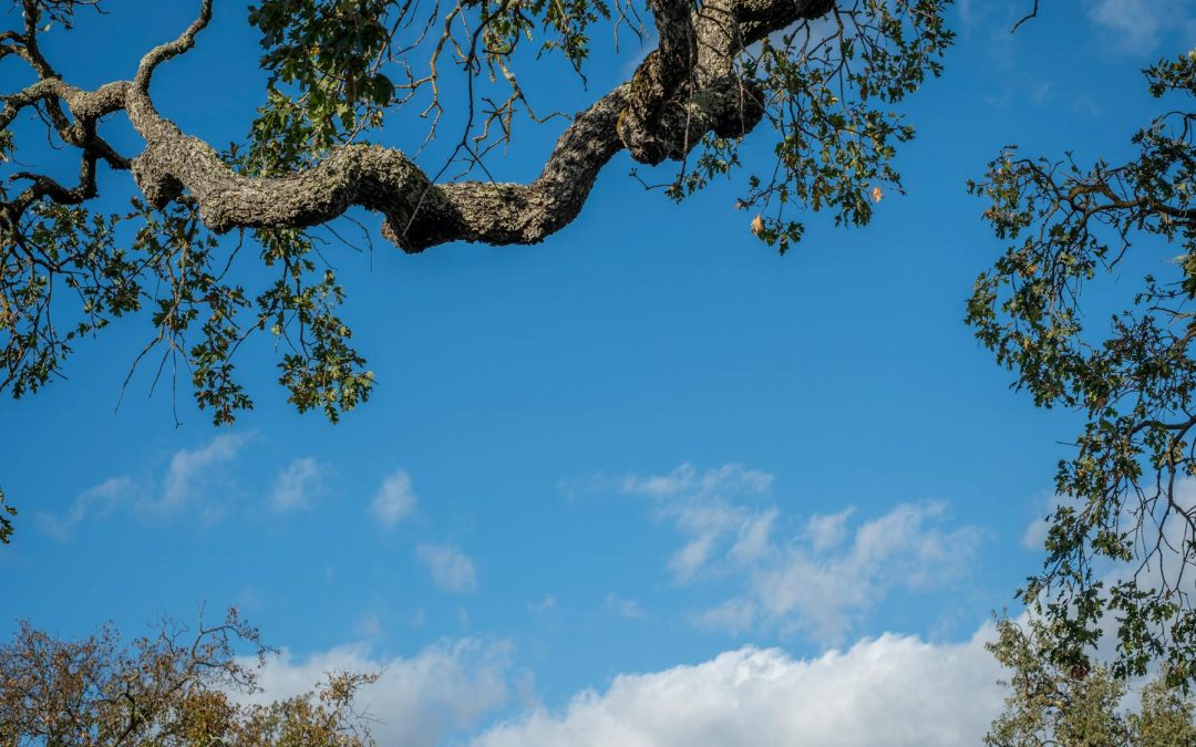 De ce gheața carbonică nu este o soluție sustenabilă pentru transportul de lungă durată