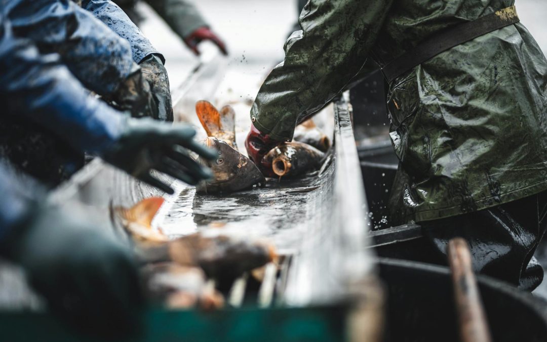 De ce transportul de pește necesită scurgeri speciale pentru apa cu sare