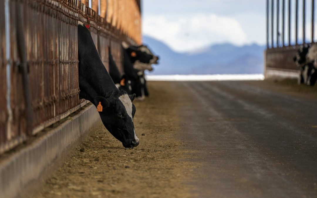 De ce transportul de lactate necesită o temperatură de maxim 4 grade Celsius conform legii