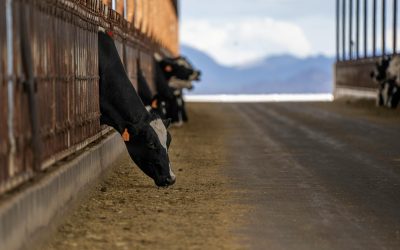 De ce transportul de lactate necesită o temperatură de maxim 4 grade Celsius conform legii