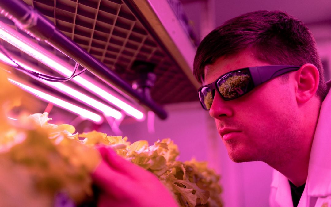 Lucruri utile de știut despre impactul luminii LED asupra prospețimii legumelor verzi