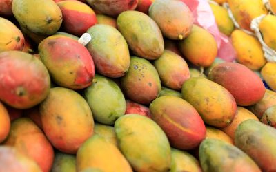 De ce transportul de fructe exotice precum mango necesită temperaturi de 13 grade, nu 4 grade