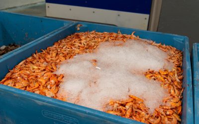 Echiparea pentru transport de produse semifabricate congelate
