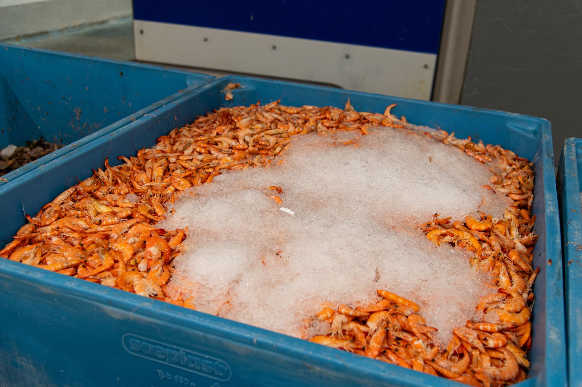 Echiparea pentru transport de produse semifabricate congelate