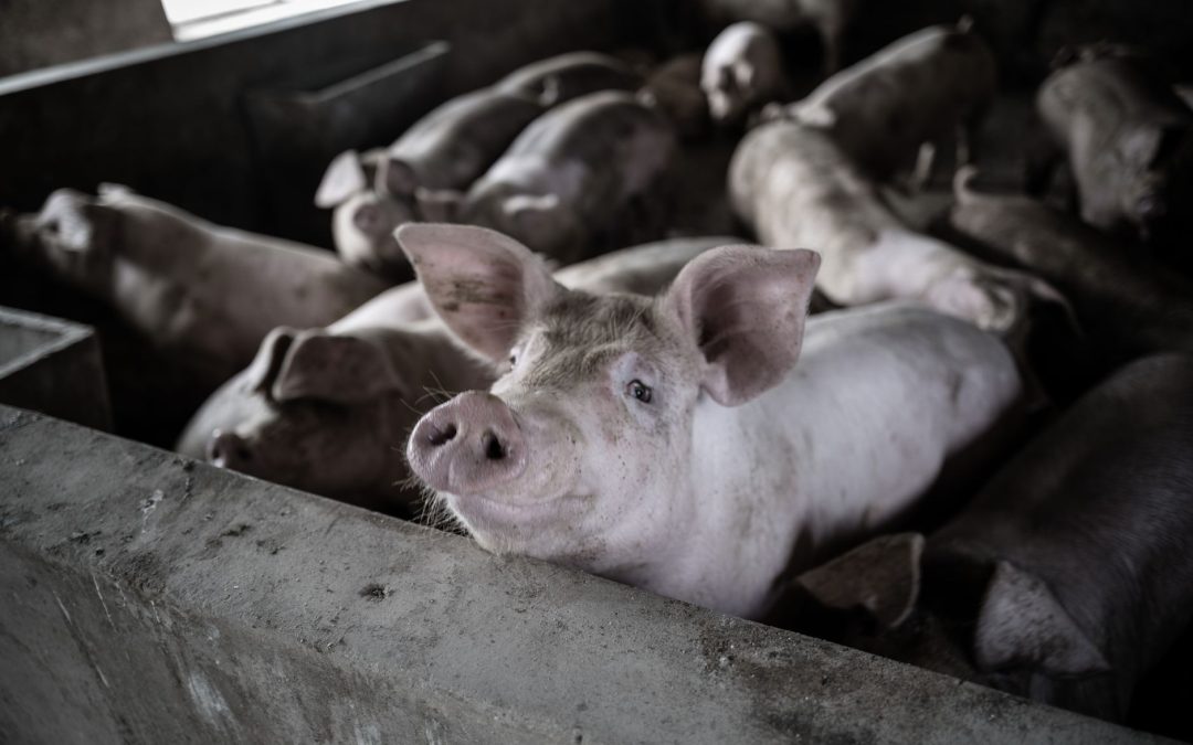 De ce transportul de carne de porc necesită o umiditate mai mică decât cel de vită