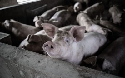 De ce transportul de carne de porc necesită o umiditate mai mică decât cel de vită