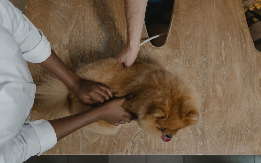 Cum obții autorizația sanitar-veterinară pentru duba ta