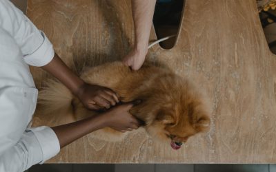 Cum obții autorizația sanitar-veterinară pentru duba ta